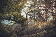The king of the Amsterdam Water Supply Dunes by Sebastiaan Hollaar thumbnail