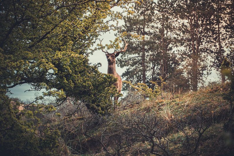 The king of the Amsterdam Water Supply Dunes by Sebastiaan Hollaar