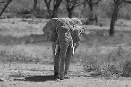 African elephant in black and white by Sylvia Photography