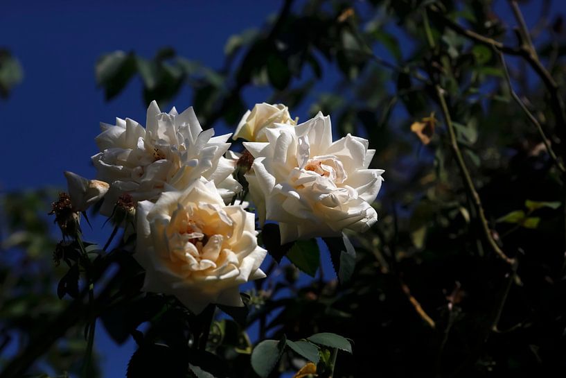 Roses by Thomas Jäger