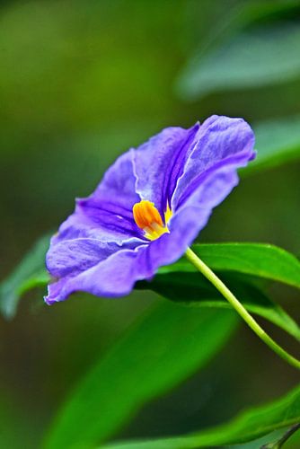 een bloem van een gentiaanstruik