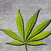 Marihuana Blatt auf grauem Hintergrund von Günter Albers