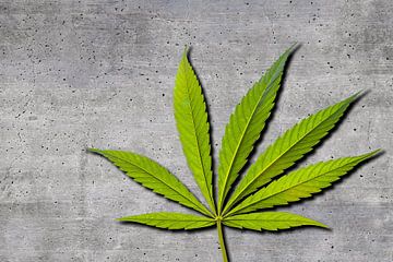 Marijuana leaf on grey background by Günter Albers