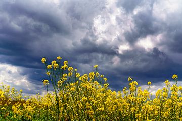 Pluie et nuages d'orage menaçants au-dessus d'un champ de colza. sur Alice Berkien-van Mil