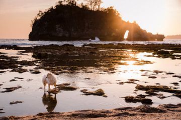 Bali strand met zonsondergang en met een chihuahua