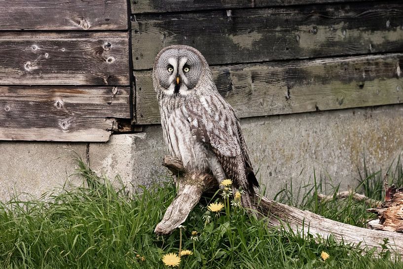 Hibou de Laponie en couleurs de camouflage. par Janny Beimers