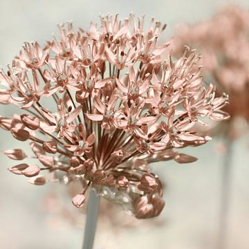 Allium by Violetta Honkisz