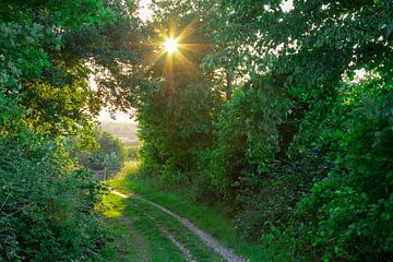 Zonnestralen schijnen door de bomen in het limburgse land van Kim Willems
