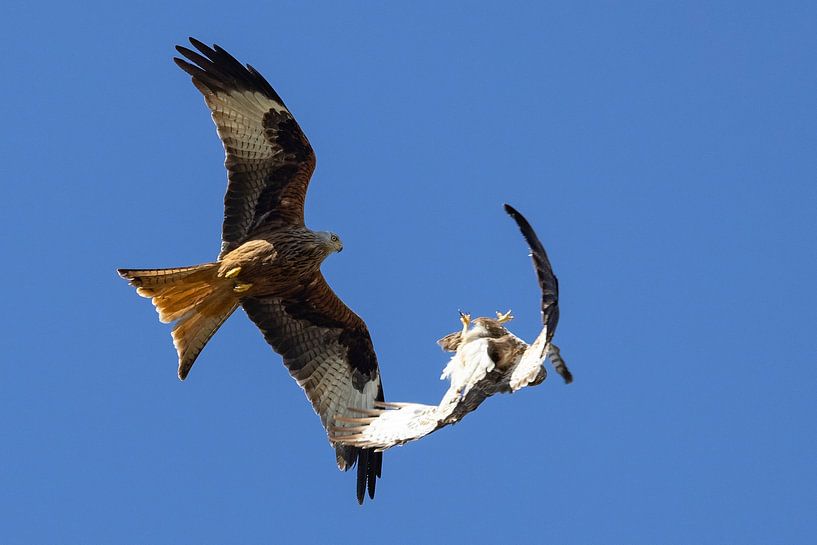 Buzzard attacks red kite by Andreas Müller