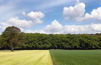 Grasland