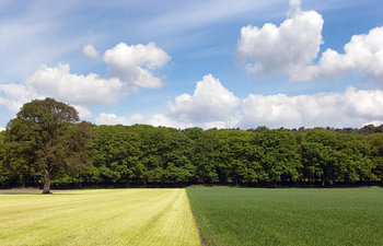 Grasland