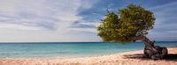 Divi Divi boom op Aruba