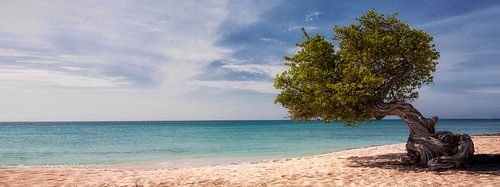 Divi Divi Baum auf Aruba von Giovanni della Primavera