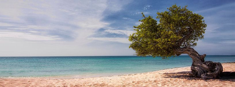 L'arbre Divi Divi à Aruba par Giovanni della Primavera