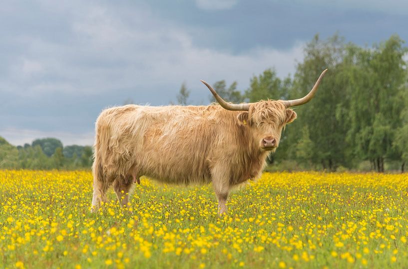 Scottish Highlander between yellow flowers by Ans Bastiaanssen
