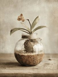 Stilleben mit einer Orchidee im japanischen Stil von Japandi Art Studio