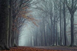 Wald-Allee in Herbstfarben