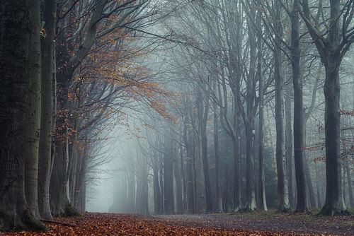 Bosdreef in herfstkleuren