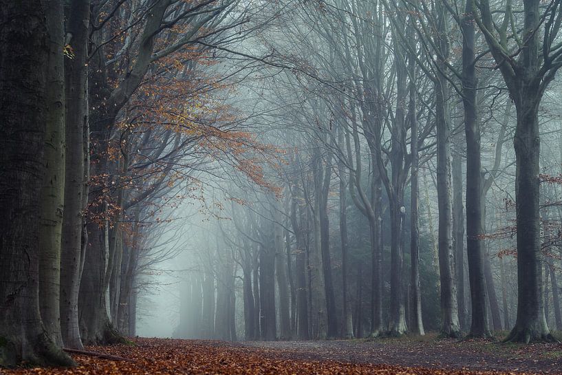 Forest avenue in autumn colours by Rik Verslype