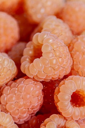 Framboises d'automne