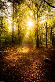 Sunray overload van Arjen Uijttenboogaart