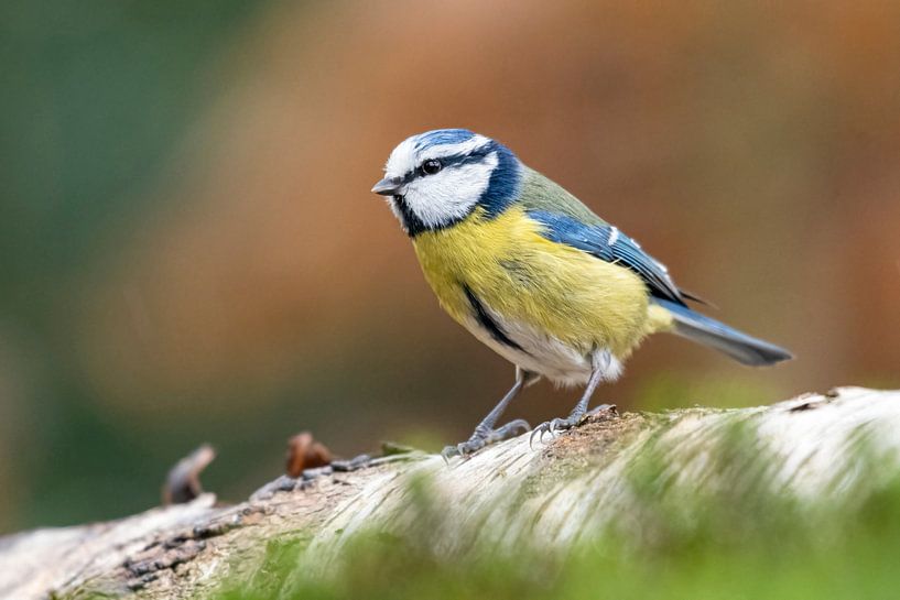blue tit by Merijn Loch