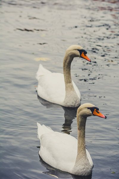 Schwäne von Luis Emilio Villegas Amador