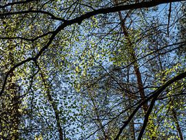 Ein Wald im Frühling von Hanneke Luit