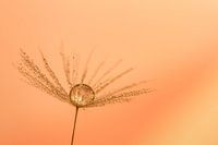 Dandelion with drop for soft background.