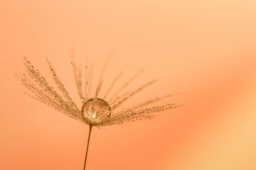 Paardebloem met druppel voor zachte achtergrond.