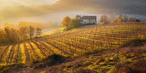 Weinberg in der Toskana bei Sonnenaufgang