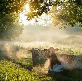 Cows in the morning mist in a Limburg landscape by Karin de Jonge