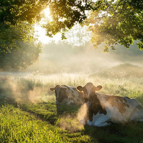Kühe im Morgennebel in einer Limburger Landschaft