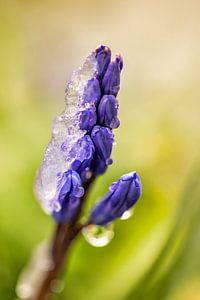 Fleur violette avec glace