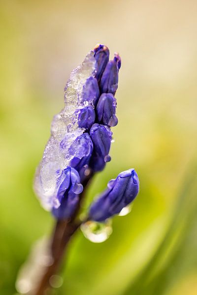 Lila Blume mit Eiscreme von FotoSynthese