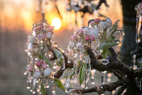 Sunset blossoms