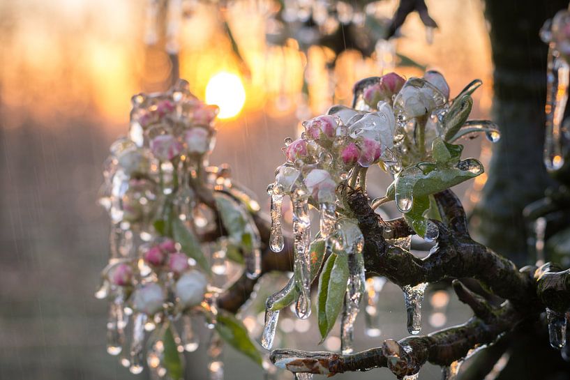 Sunset blossoms van Max ter Burg Fotografie