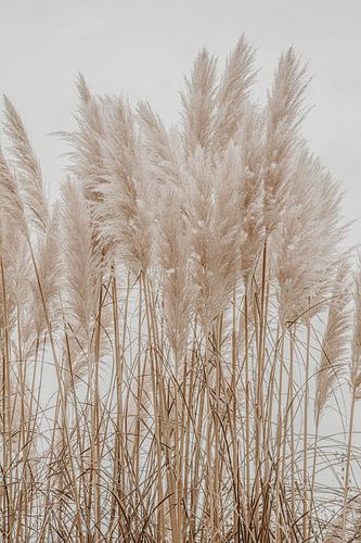 Wild Pampas Reed White