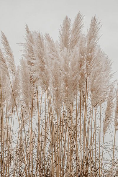 Wild Pampas Reed White by Monika Strigel