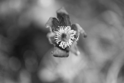 De eerste bloemen in de tuin in het Emsland