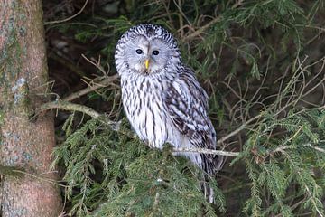 A Ural Owl in a Tree by Teresa Bauer