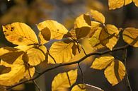 gele herfstbladeren van Tania Perneel thumbnail
