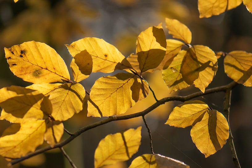 gele herfstbladeren van Tania Perneel