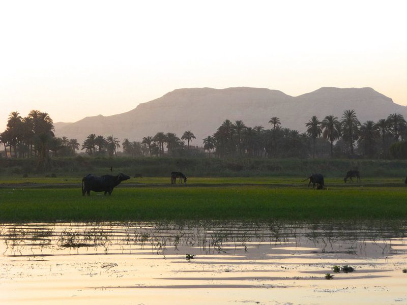'Langs de oever van de Nijl', Luxor- Egypte par Martine Joanne