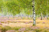 Silence in birch forest by Daniela Beyer thumbnail