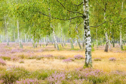 Silence dans la forêt de bouleaux
