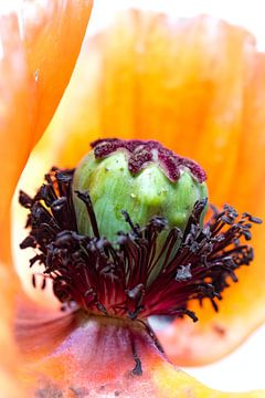 C'est le cœur qui compte le plus.... (coquelicot, jardin, fleur, orange) sur Bob Daalder