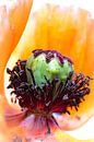 It's the heart that matters most.... (Mohn, Garten, Blume, orange) von Bob Daalder Miniaturansicht