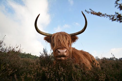 schottish highlander in the netherlands 
