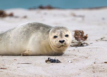 Jonge grijze zeehond op het strand van Helgoland van Fynn Seidel